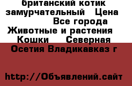 британский котик замурчательный › Цена ­ 12 000 - Все города Животные и растения » Кошки   . Северная Осетия,Владикавказ г.